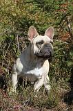 BOULEDOGUE FRANCAIS 238